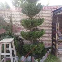 کلیه.امورات.باغبانی|خدمات باغبانی و درختکاری|سبزوار, امیر کبیر|دیوار