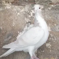 کبوتر یا کفتر|پرنده|مرودشت, ابوذر شمالی|دیوار