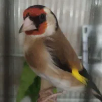 سهره سر سیاه