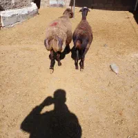 دو عدد میش ابستن|حیوانات مزرعه|کوهدشت, |دیوار