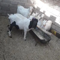بز کره