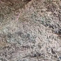 بیده|کلکسیون و سرگرمی|نیشابور, مازول|دیوار