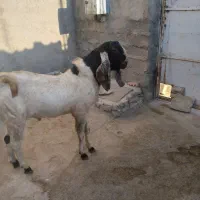 نربز پاکستانی اصل|حیوانات مزرعه|زیویه, |دیوار