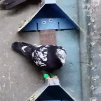 کبوتر