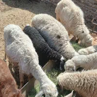 فروش میش