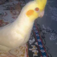 عروس هلندی گمشده