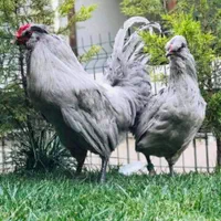 کارآفرینی با مرغ و خروس وارداتی در خانه و باغ|حیوانات مزرعه|اصفهان, خواجو|دیوار