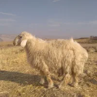 بره قوچ بختیاری اصل|حیوانات مزرعه|ایوان, |دیوار