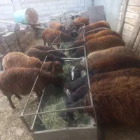 خرید وفروش گاو وگوساله گوسفند نرو و..‌.