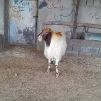 ورن داشتی|حیوانات مزرعه|کامیاران, |دیوار