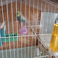 مرغ عشق انگلیسی.نر.سالمشیطون|پرنده|ساری, |دیوار