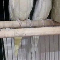 عروس هلندی لوتینو