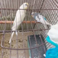 یک جفت مرغ عشق نرو ماده آماده تخم گذاری سالم