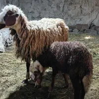 میش شیشک شکم اول با بره نر