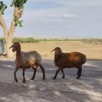 مییش زاییده