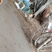 خروس|حیوانات مزرعه|نوشین شهر, |دیوار