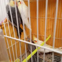 عروس هلندی جفت با جوجه کار داده