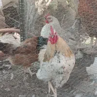 خروس محلی جوان|حیوانات مزرعه|شاندیز, |دیوار