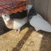 کفتر تزیینی|پرنده|قم, نخودی|دیوار