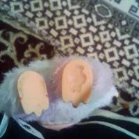 عروسک زیبا لبو بو|اسباب‌بازی بچه|نورآباد, |دیوار