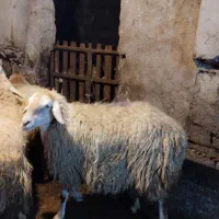 سه عدد گوسفند جوان به فروش میرسد