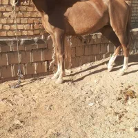 اسب|اسب و تجهیزات اسب‌سواری|گندمان, |دیوار
