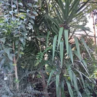 گل یوکا وپیوندی یاس هلندی و ژینگو|گل و گیاه طبیعی|رودسر, |دیوار