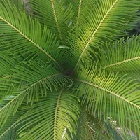 نخل سیکاس|گل و گیاه طبیعی|شیراز, تحویلی|دیوار