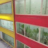 اکواریوم امیر پاشا