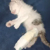 واگذاری رایگان گربه DSH