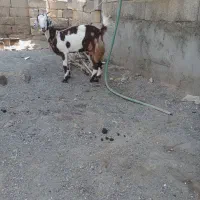 دوتا گیسه فروشی