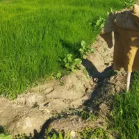 فروش تیم پیاز قرمز آماده کشت درجه یک میداوود