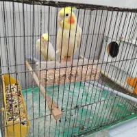 عروس هلندی