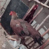 مرغ لاری|حیوانات مزرعه|آذرشهر, |دیوار