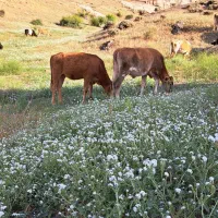 گوساله بومی محلی