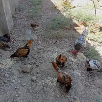 مرغ و خروس مینیاتوری