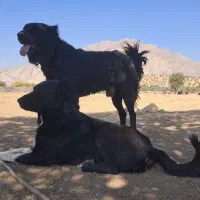 سگ قدر جون|سگ|لردگان, |دیوار