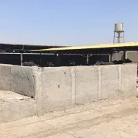 دامداری کامل مجهز برای فروش فوری|فروش دفتر صنعتی، کشاورزی، تجاری|سوسنگرد, |دیوار