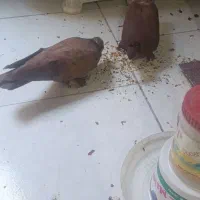 کبوتر راعبی پاپری|پرنده|اصفهان, ارزنان|دیوار