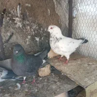 مفلق کله ای سوسکی پرشی ساعتی /نرماده مایه کفتر|پرنده|اصفهان, بوستان ناژوان|دیوار