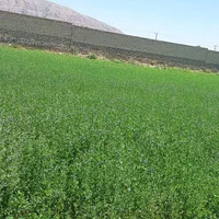 اجاره یونجه