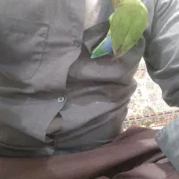 طوطی رام همرا باقفس