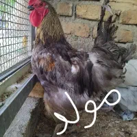 خروس طوسی (بلو) نژاد آیسبار زینتی، برهما|حیوانات مزرعه|تهران, طرشت|دیوار