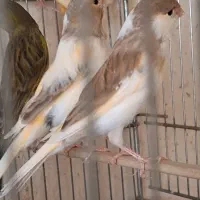 چهار عدد ماده ابلغ. جفت خور سهره|پرنده|شیراز, شهرک صدا و سیما|دیوار