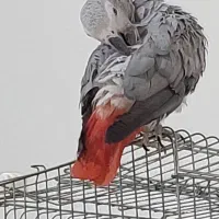 کاسکو نر سخنگو رام رام|پرنده|پاکدشت, پاکدشت (مامازند)|دیوار