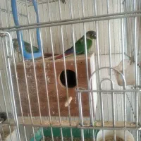 فروش چندجفت پرنده|پرنده|کرمان, |دیوار