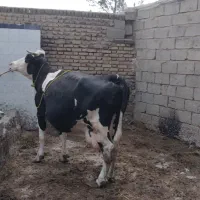 گاو|حیوانات مزرعه|میاندوآب, |دیوار