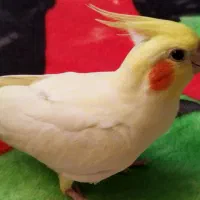 عروس هلندی نر آماده برای جفت|پرنده|رضوانشهر, |دیوار