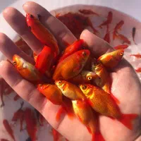 مرکز تولید و فروش انواع بچه ماهیان گرم آبی|ماهی|سنگر, |دیوار