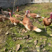 بوقلمون بوربن|حیوانات مزرعه|آستانه اشرفیه, |دیوار